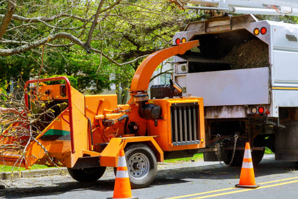 Best Tree Removal Services  in Lansing, IL